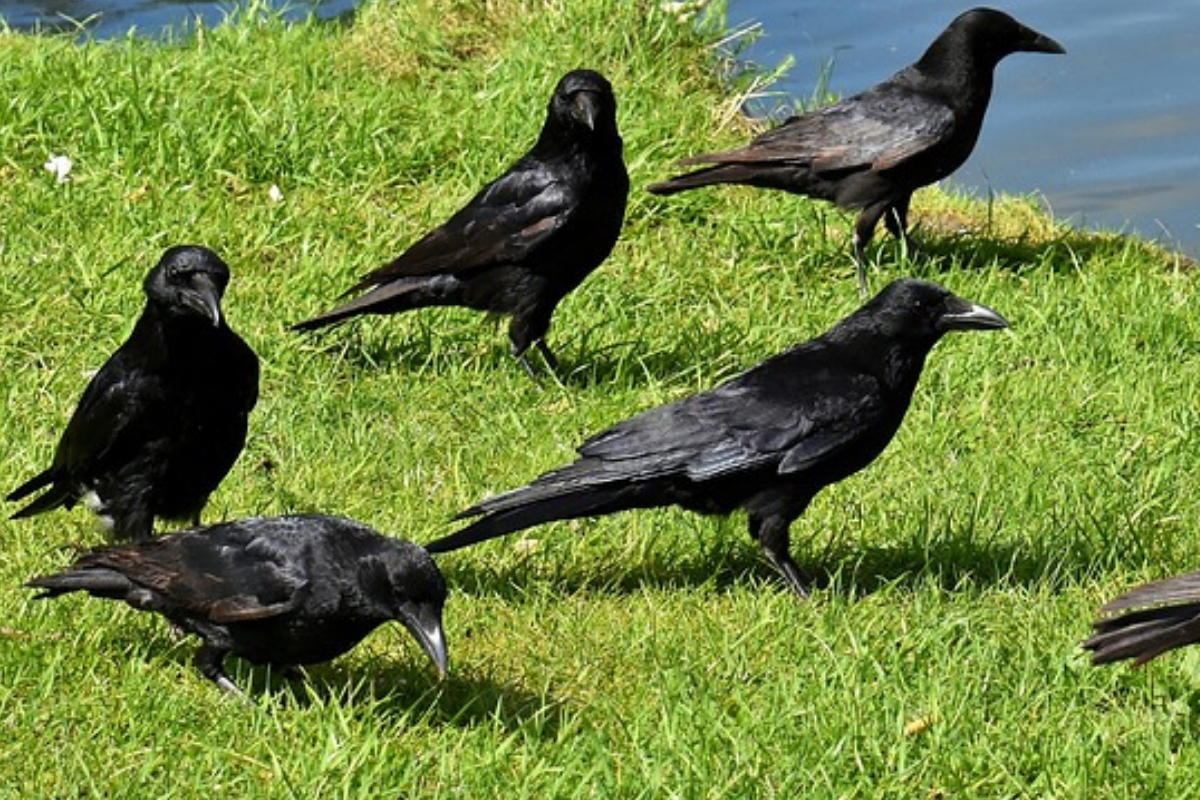 Dream Meanings of Birds