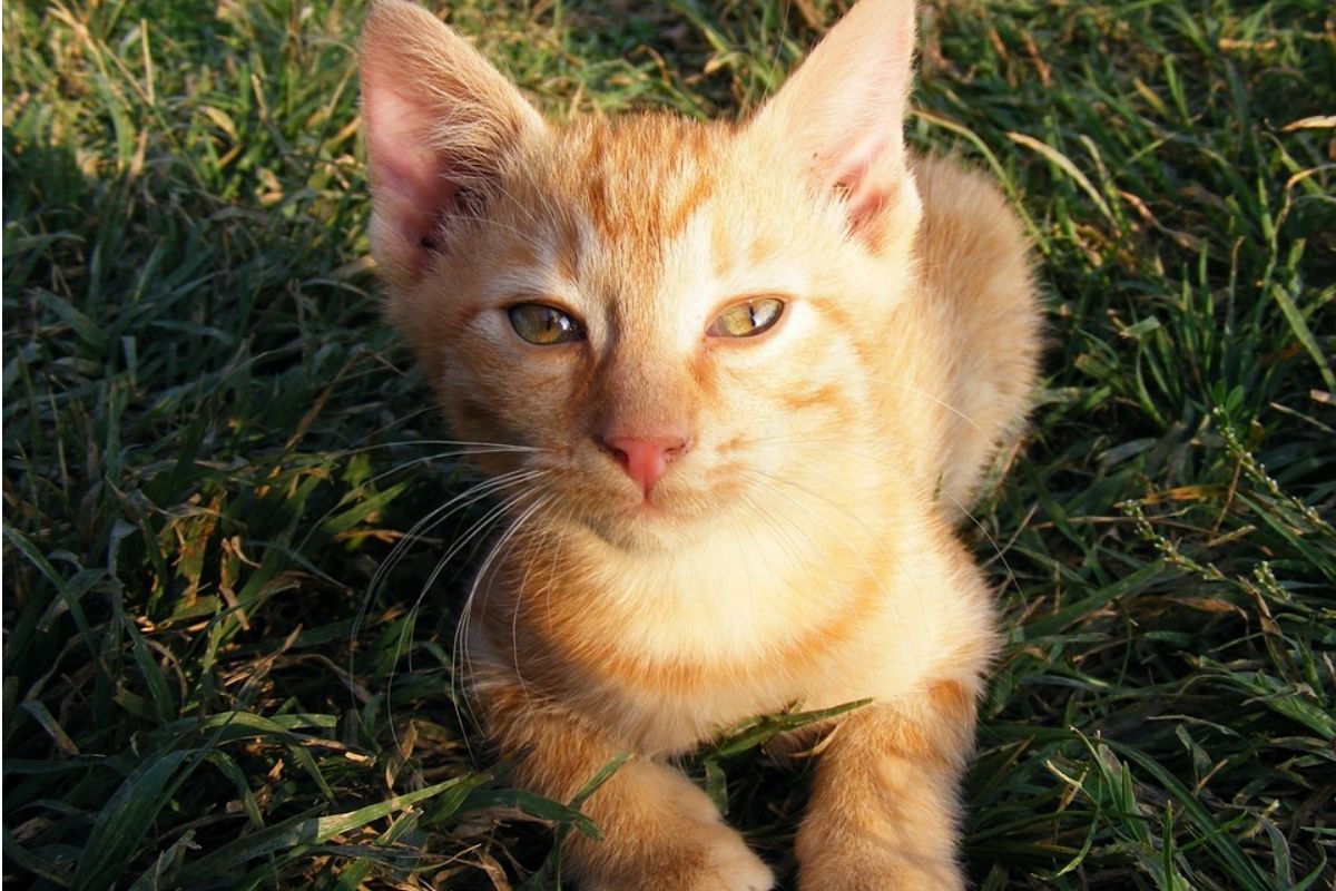 unwanted kitten precognitive dream