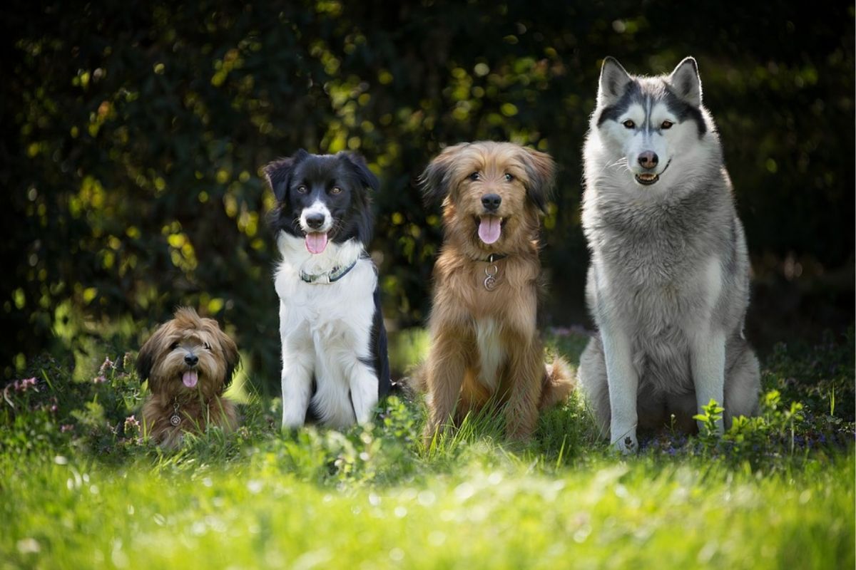 Dog Dream Meanings