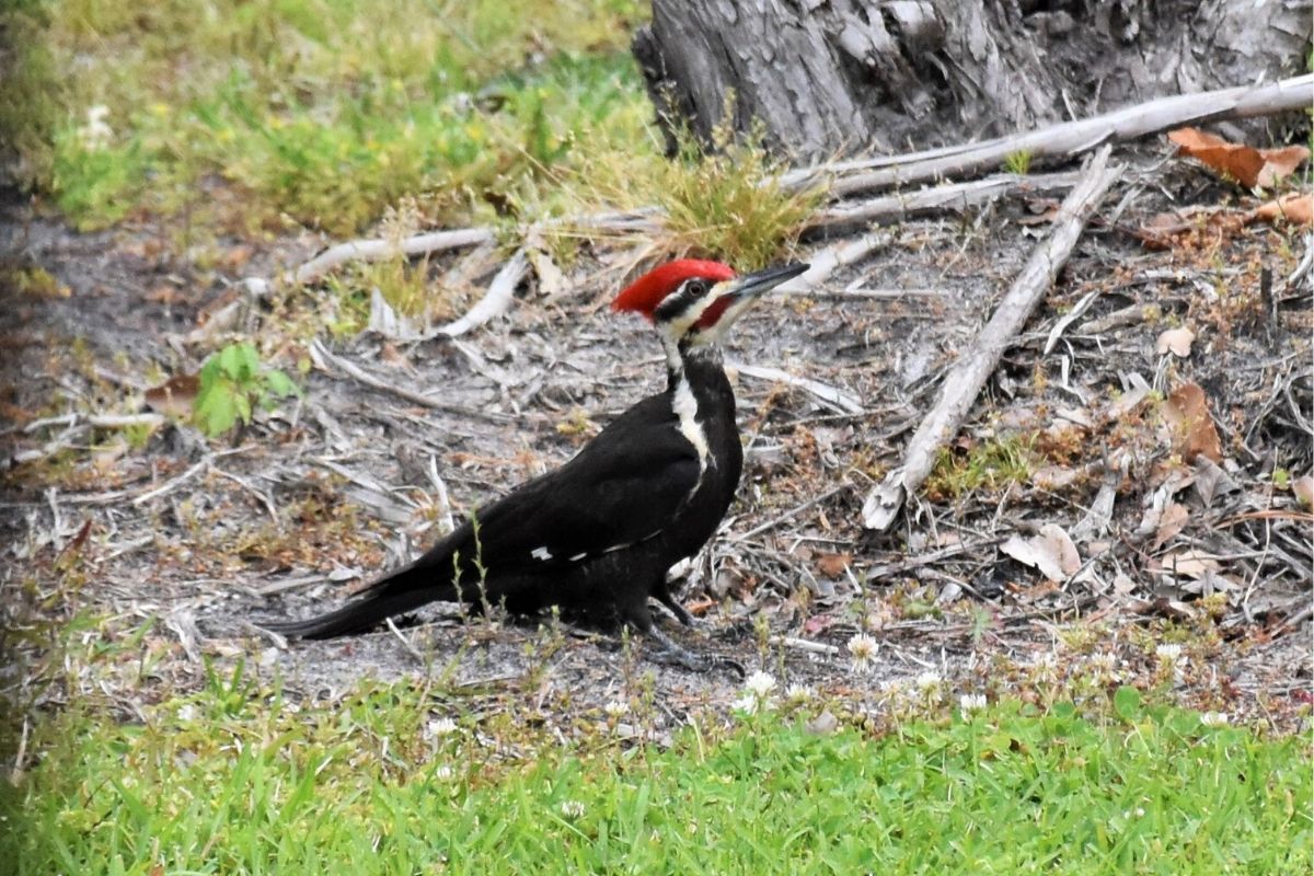 Woodpecker Symbol Dream Meanings