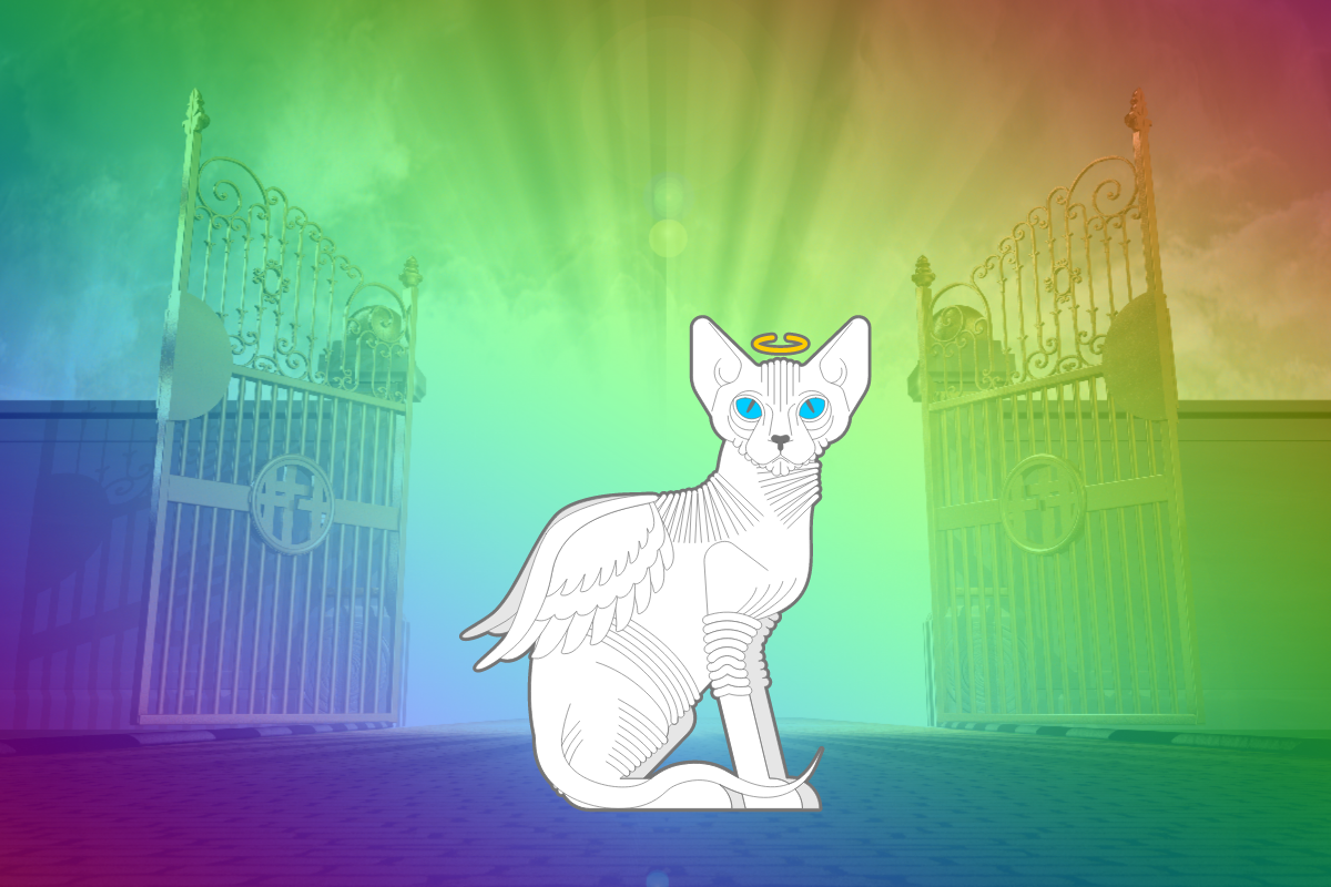 Pet Grief When You’re Spiritual