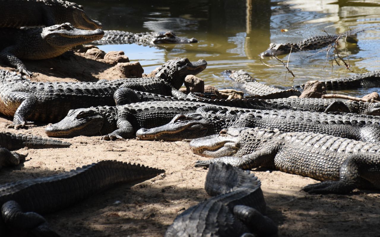 Our Alligator Adventure
