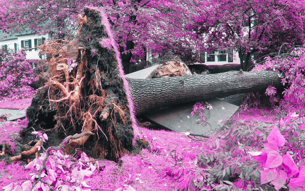 When Life Uproots You